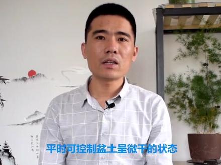 蓬莱松,和文竹很像,但是要比文竹好养的多,如果你喜欢文竹,但又养不好它,不妨养一盆蓬莱松!