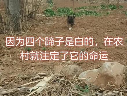 踏雪寻梅,等待有缘人