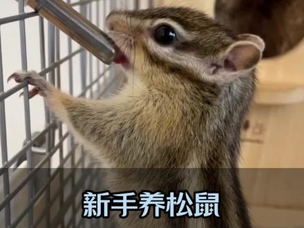 松鼠为什么会咬人?松鼠会不会咬人?新手应该训练自己的松鼠不咬人?(D225)#松鼠 #新手养松鼠 #红腹松鼠 #魔王松鼠 #黄山松鼠