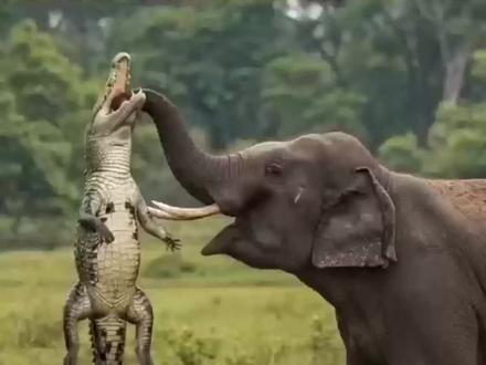 愤怒的大象把鳄鱼给教训了一顿#野生动物零距离 #大象 #鳄鱼