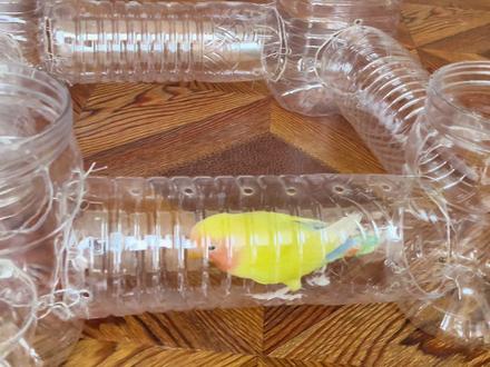 #养鹦鹉的日常 #我在抖音聊萌宠 #小鸟闯关游戏 #牡丹鹦鹉 牡丹真的是精力无限,不给他整点活放放电 它容易给我放放🩸🌚