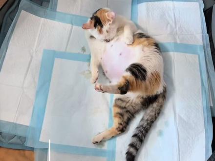 万物有灵🍀#猫咪#猫#流浪猫#猫咪生产#记录猫咪日常