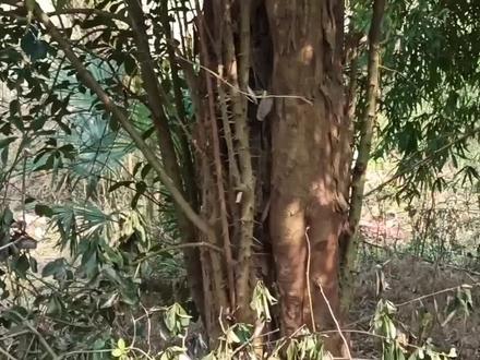 湖南发现了柞木又名凿子树,还是国家三级保护植物? #大山里的原生态 #大自然的馈赠