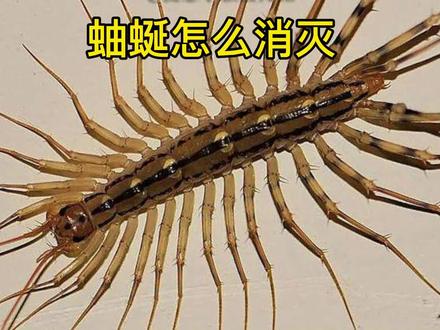 蚰蜒怎么消灭#蚰蜒 #杀虫剂#灭虫
