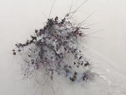 泰晤士河水为什么脏脏了?是污染吗? #dou出新知 #伦敦