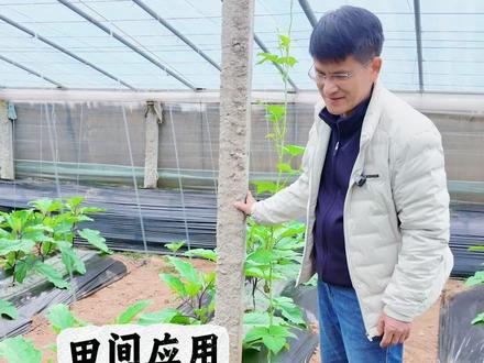 黑膜和白膜到底咋选?菜农:混着用才是绝配 #蔬菜卫士李宝聚 #星乡村星农人 #新农人计划 #来抖音学农技