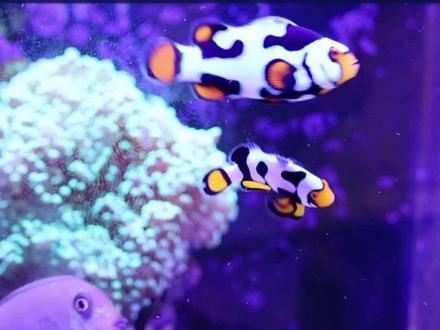 新手想养小丑鱼?小黑从零开始教你啊#养鱼日记 #鱼缸 #养鱼人 #海缸日记 #海缸趣事