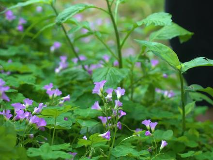 记得小时候嘴馋了,就挖这种水晶萝卜吃,满满的童年回忆,你们都吃过吗,晚上做蒜烧鸡腿菇#乡村守护人 #新农人计划2022