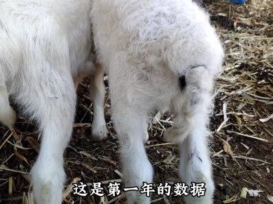 算一笔账,打工月工资6000元,创业养50只羊,哪个更挣钱? #养羊创业 #三农养殖 #养羊挣钱吗