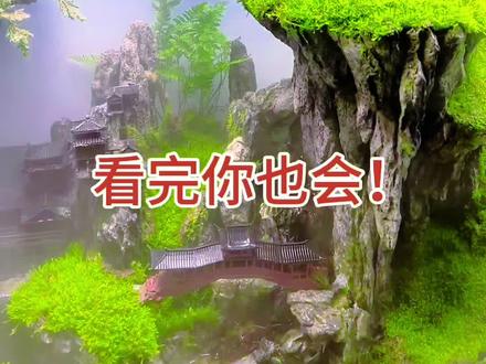 造景经验纯干货分享。每天都有小技巧。关注我,踏踏实实带你学造景。#水陆缸造景 #鱼缸造景 #新手造景#手工制作