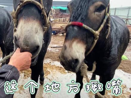 东北三头大骡分别五万七万八万,驴骡和马骡标志性区别原来在嘴上