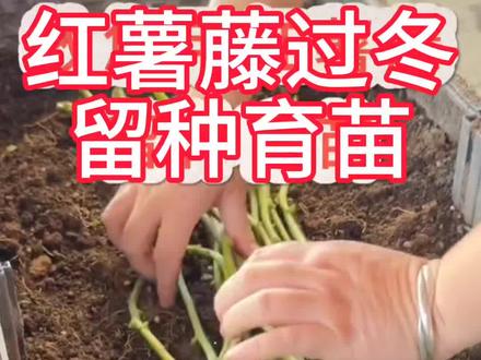 红薯藤过冬留种法 #分享农业知识帮农民增产增收 #三农 #服务三农支持三农