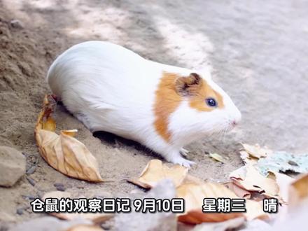 《仓鼠观察日记》—娅娅