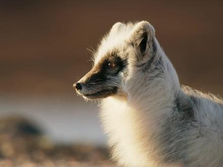 三周的时间 北极狐妈妈从隔壁雪雁那里偷走800个蛋 只为养活5只北极狐幼崽 #北极狐偷蛋 #北极狐幼崽 #雪雁 #动物科普解说 #动物科普视频推荐