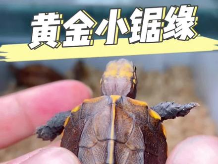 百里挑一的变异小锯缘,黄金小乌龟!#龟宠时代 #养龟日常 #神奇动物在抖音 #养龟日记 #新农人2023计划
