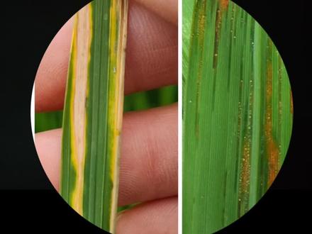 白叶枯病和细菌性条斑病的区别#水稻 #三农 #抖音助农 #水稻种植