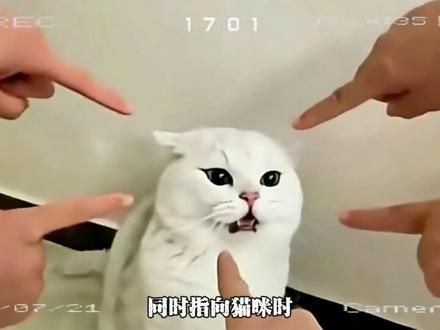 “猫咪的五大底层代码” #科普 #猫咪的迷惑行为 #屎山代码