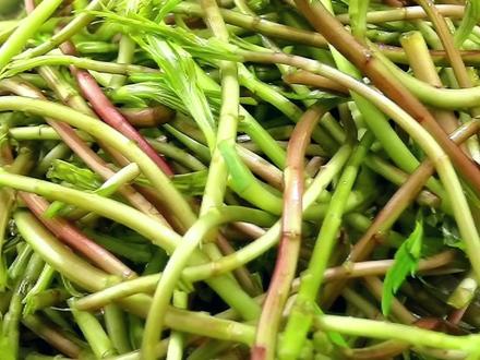 野藜蒿这样做太好吃了,鲜嫩脆爽,风味独特清肠刮油,一盘不够吃