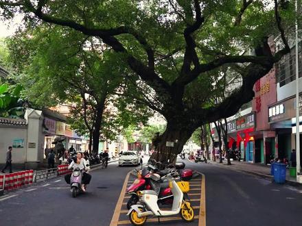 驻扎在马路中间的钉子树,几百年为什么都没人敢动它?#城市记忆 #市井生活 #榕树 #赣州 #这很赣州