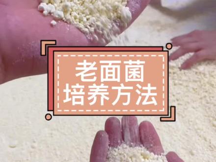 老面菌种俗称老面引子有些地方称为:老面酵子、老面渣头、酵头等,其实它是通过制曲从大自然中捕捉到的天然酵母菌,在一个狭小的空间不断的繁殖,通过户外暴晒曲头慢慢脱去水份,使里面的繁殖好的天然酵母菌处于休眠状态,可以更长时间的保存,用的时候通过引曲唤醒,再加玉米面繁殖更强壮,来发酵老面使用。今天我把传统的老面菌培养方法分享给大家。#老面菌种培养#老面酵子#老面引子#老式酵子的做法 #让老祖宗留下的东西继续发挥作用