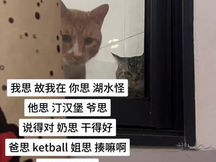 我思 故我在
你思 湖水怪
能忍住不笑的可以确诊抑郁症了
#猫咪的迷惑行为 #猫咪 #小猫出道计划 #小猫咪能有什么坏心眼 #谐音梗