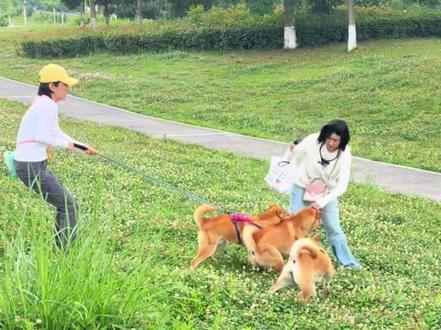 自家妈宝小狗终有面对江湖的一天
被社会毒打应激后
我们要科学帮助它平稳度过应激期
守住温顺、重拾自信。
#妈宝狗 #狗狗应激 #城市养狗#科学养狗 #咖总是只田园犬