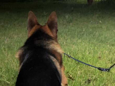 遛狗就怕遇到小狗 #纯种德牧 #日常遛狗 #狗子的迷惑行为