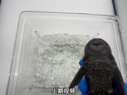 清道夫在极端环境下它能生存吗 #刑部尚书 #清道夫 #入侵物种