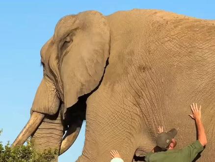 大象的寿命堪比人类#科普