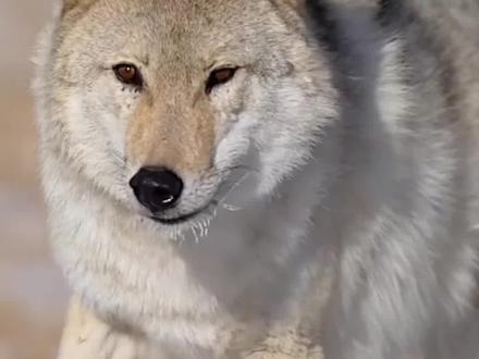 《重返狼群》
格林为什么为什么可以成为狼王?#动物保护 #格林 #李微漪 #重返狼群 #重返狼群背后的故事