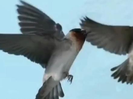 #热门 让你震惊的燕子迁徙路线