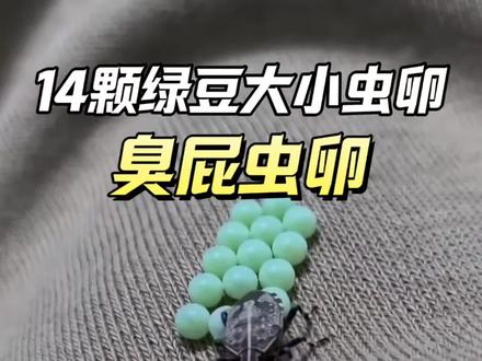 安静的虫卵下一秒就裂开,一只只小虫爬出来,长大就会释放“生化武器”。臭屁虫的虫卵常悄悄附着在窗台、晾晒的衣服上,不仔细看很难发现,温度适宜就会快速孵化,短短几天就能繁衍出一大群。臭屁虫本身不咬人,但危害性极强。成年臭屁虫受到惊扰,就会喷出恶臭难闻的刺激性液体,气味久久不散,液体还会刺激皮肤引发瘙痒泛红。它们还会啃食家中绿植,破坏家居环境,日常要勤关窗,及时清理虫卵。想要彻底杜绝臭屁虫困扰,直接使用臭屁虫杀虫剂防治!#臭屁虫 #臭屁虫卵 #椿象 #椿象 #臭大姐杀虫剂