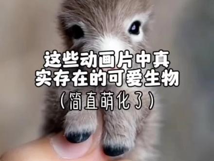 这些动画片中的动物原型有多萌?简直太可爱了#奇妙的动物 #动物成精 #动物萌时刻