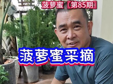 菠萝蜜采摘几成熟合适 #菠萝蜜 #菠萝蜜种植 #菠萝蜜采摘#服务三农 #果园管理