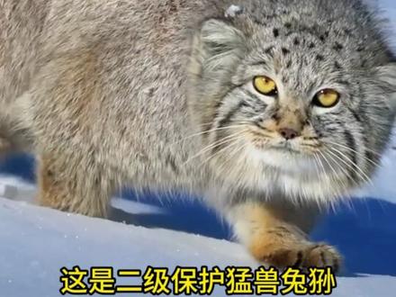 国家保护“猛兽”合集,也就是“牢底坐穿兽”#动物保护 #动物