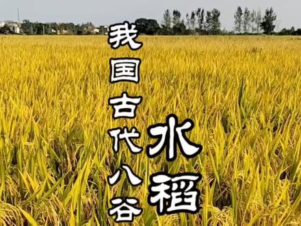 第一次讲大家都知道的水稻!#水稻种植