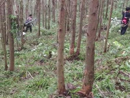 桉树是否威胁生态系统?广西林业局:不合理的整地方式等,才是造成桉树人工林地力下降的主要原因。#奔桉 #桉树种植 #广西林业局 #桉树