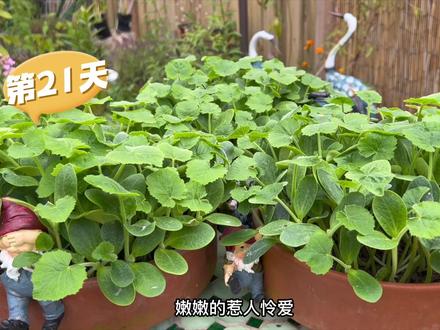 南瓜苗|吃南瓜时南瓜籽不要扔掉了 ,种出健康的芽苗菜#阳台种菜 #三农 #家庭种植 #盆栽 #阳台小院均可种植