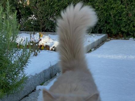 如何请猫给我们印出jiojio印🐾#记录猫咪日常 #萌宠出道计划 #抖音动物图鉴