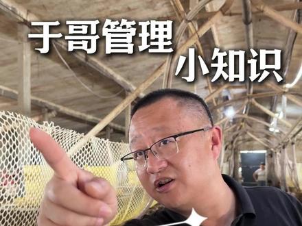 鸭子没扩棚!要不要开水帘? #于哥养鸭陪跑 #于哥鸭六順大白桶 #于哥肉鸭养殖培训班 #于哥肉鸭肠道大蓝桶 #于哥肉鸭防暑降温蓝冰冰