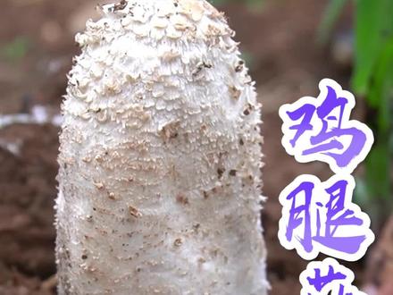 下雨了 ,大花猫跑出去看看,终于采到了鸡腿菇。#我的农村生活