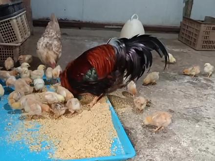 什么样的阉鸡才可以选来带崽,我来给大家分析分析
