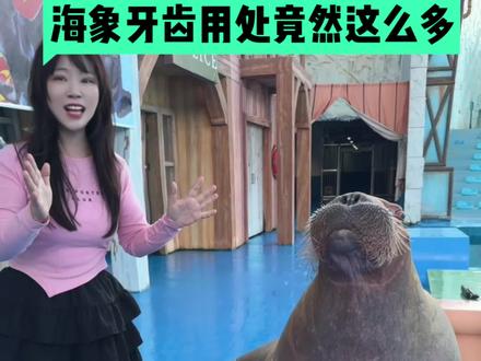 海象牙齿用处真的很多,今天安娜给大家科普海象牙齿的用途#真实生活分享计划 #vlog十亿流量扶持计划 #科普 #海象 #科普一下