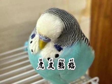 虎皮鹦鹉 发出这声音是学说话的信号 #动物科普 #神奇动物在抖音 #鹦鹉