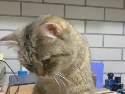 小猫咪的山竹开花教程,你学废了吗?#爱宠治愈季 #萌宠新春出道 #2021新春日记 #有点灰