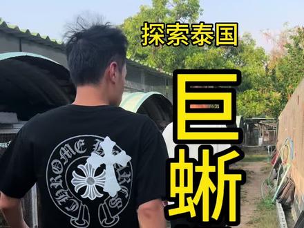 泰国参观日常 #泰国#爬宠 #蜥蜴#犀牛蜥蜴#蓝岩鬣蜥