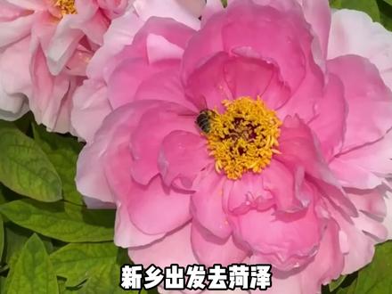 新乡——菏泽牡丹水浒好汉城2天1晚 #新乡去哪儿玩 #旅行推荐官 #菏泽牡丹 #菏泽牡丹甲天下 #水浒好汉城