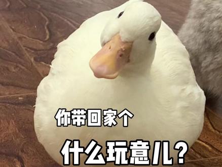 鸭子的身体 大鹅的灵魂@DOU+小助手