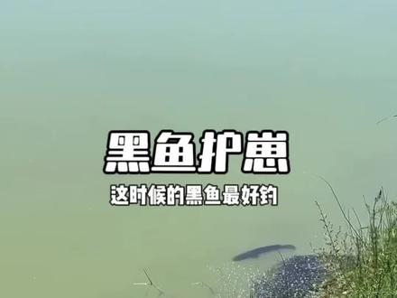 这时候的黑鱼是最好钓的 #黑鱼护崽 #钓鱼那些事