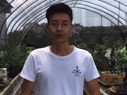 金弹子小乔木和灌木有什么区别?